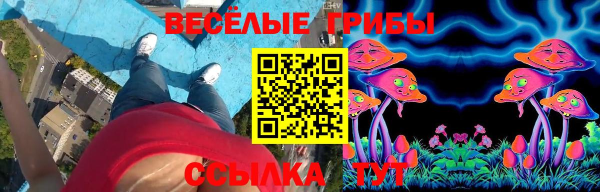 Галлюциногенные грибы Psilocybe Касимов